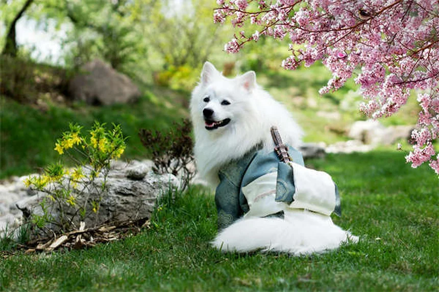 犬のステロイド7種類と副作用 知っておきたい正しい知識と管理法