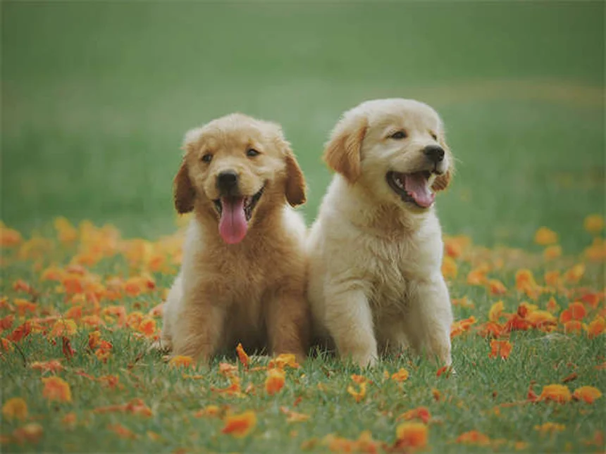 ラクツロースとは？猫や犬の便秘と肝性脳症に効果的な薬のすべて