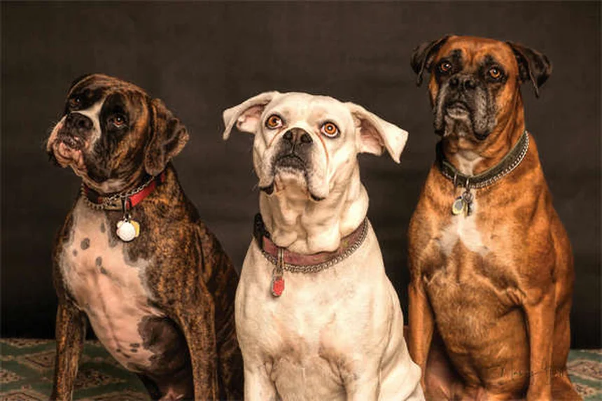 ラクツロースとは？猫や犬の便秘と肝性脳症に効果的な薬のすべて