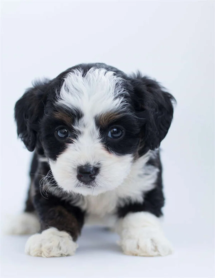 犬のてんかんに溴化钾を使う飼い主が解説！副作用・注意点・成功のコツ
