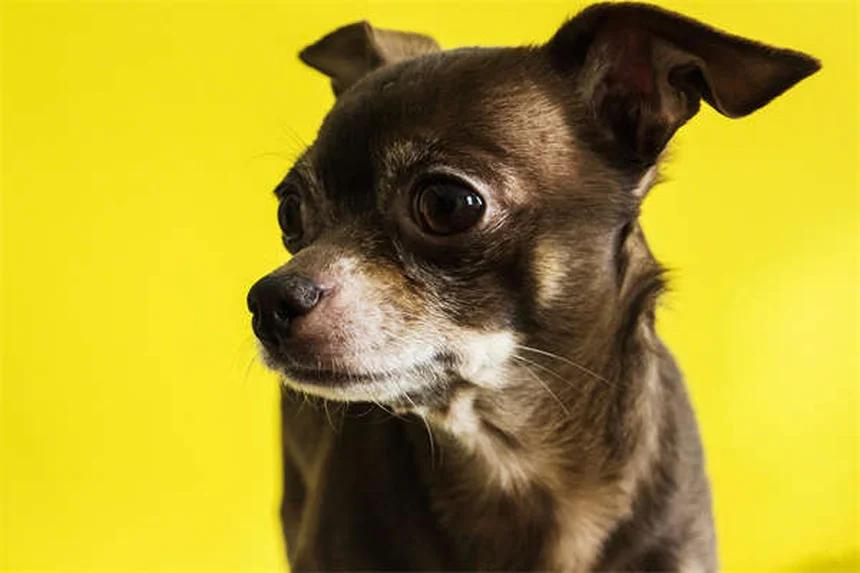 犬用インビジブルフェンスの危険性と7つの問題点