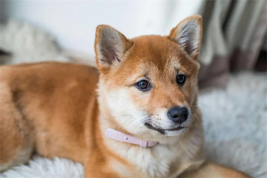 犬の寒さ対策｜愛犬が実は寒がっているサインと今すぐできる防寒方法