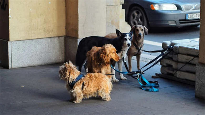 犬の寒さ対策｜愛犬が実は寒がっているサインと今すぐできる防寒方法