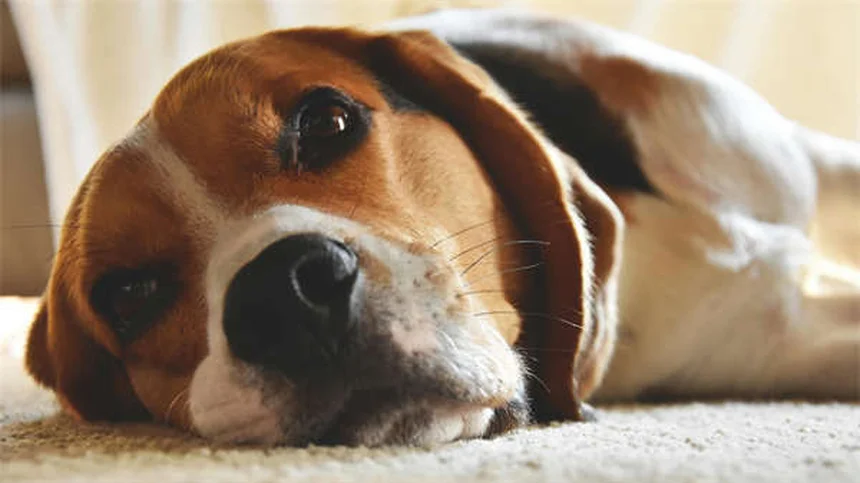 子犬はいつまで成長する？犬種別の成長期間と適切なケア方法