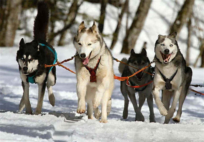 犬の攻撃性とオキシトシンの関係｜愛情ホルモンが行動に与える影響