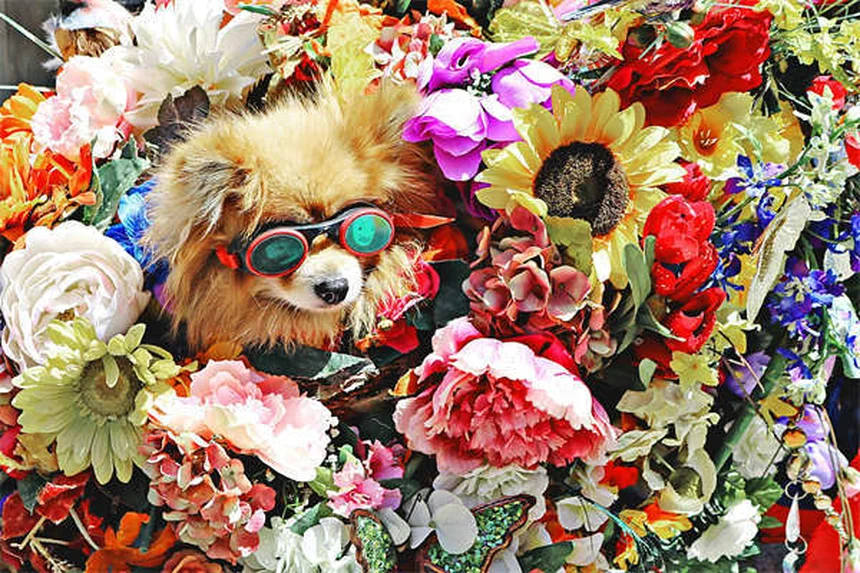 犬のしつけに最適なおやつ選び5つのポイント