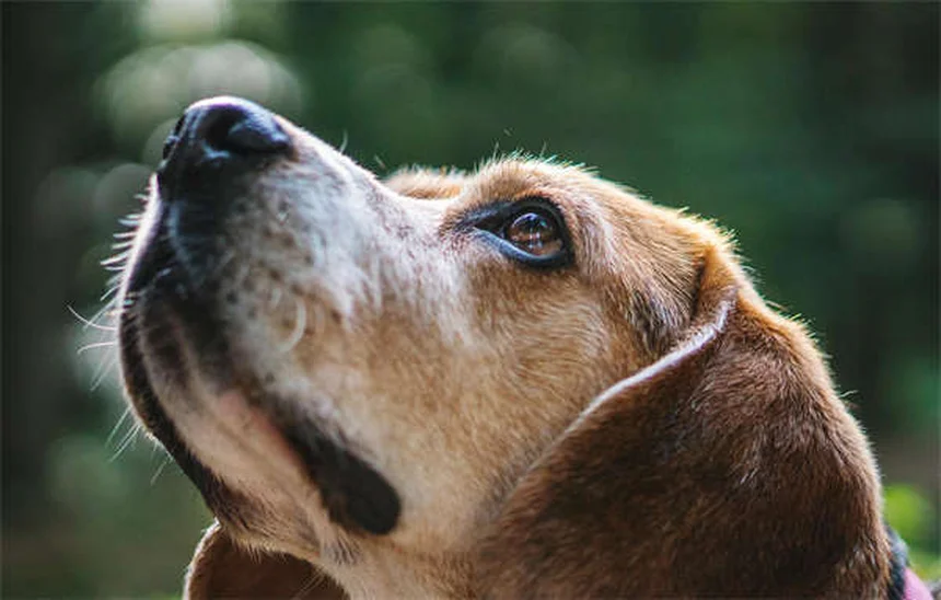 犬の心を傷つけるNG行動7選｜愛犬の精神を壊す意外な習慣とは？