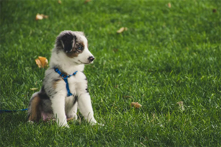 田舎で犬と楽しむ散歩とハイキングのコツ5選