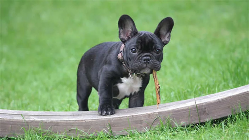犬のリードトレーニング完全ガイド｜初心者でもできる7つのステップ