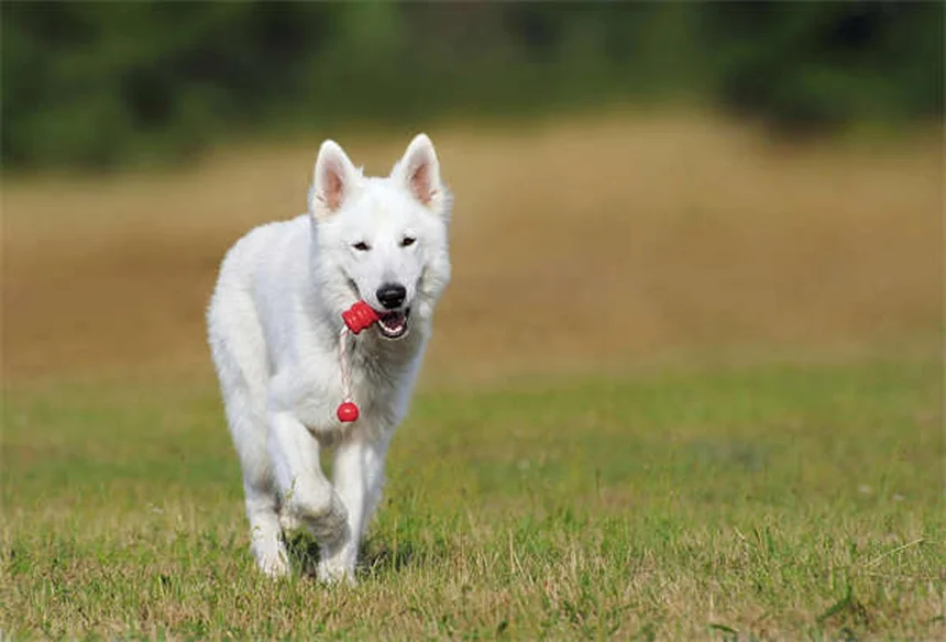 犬のリードトレーニング完全ガイド｜初心者でもできる7つのステップ
