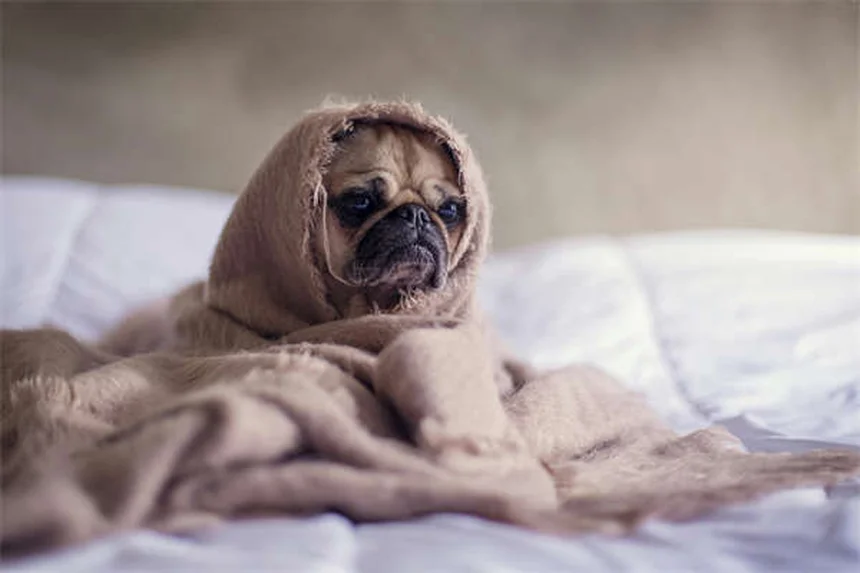 犬のリードトレーニング完全ガイド｜初心者でもできる7つのステップ