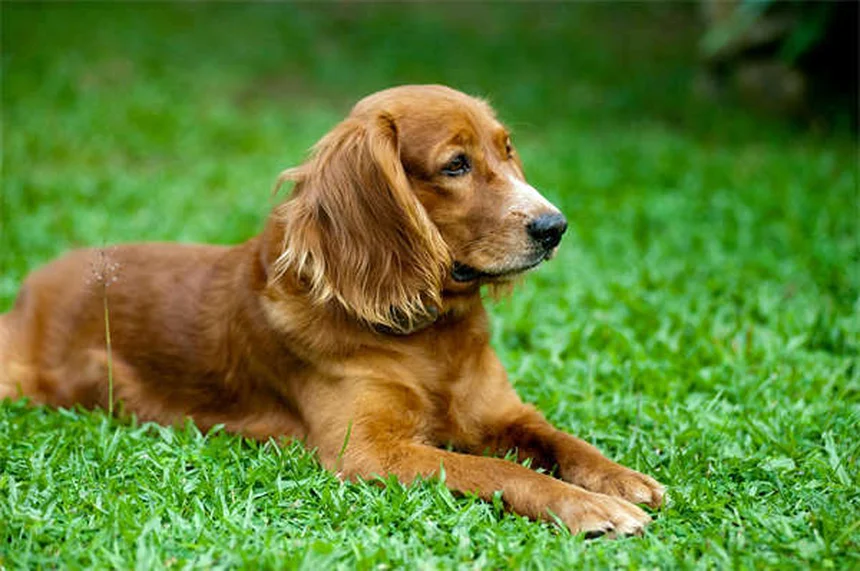 犬のお腹を撫でる理由と正しい撫で方、獣医師が解説