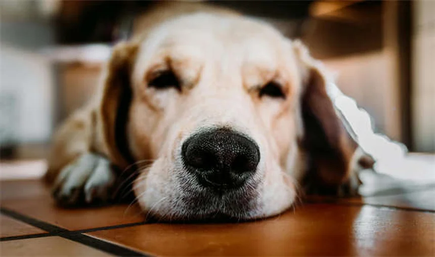 愛犬に最適なドッグフードの選び方【完全ガイド】
