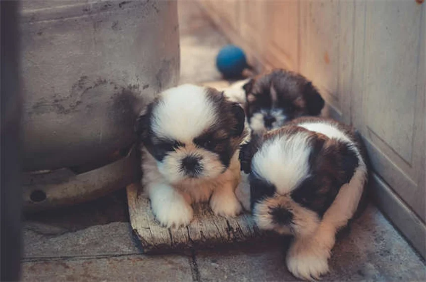 愛犬に最適なドッグフードの選び方【完全ガイド】