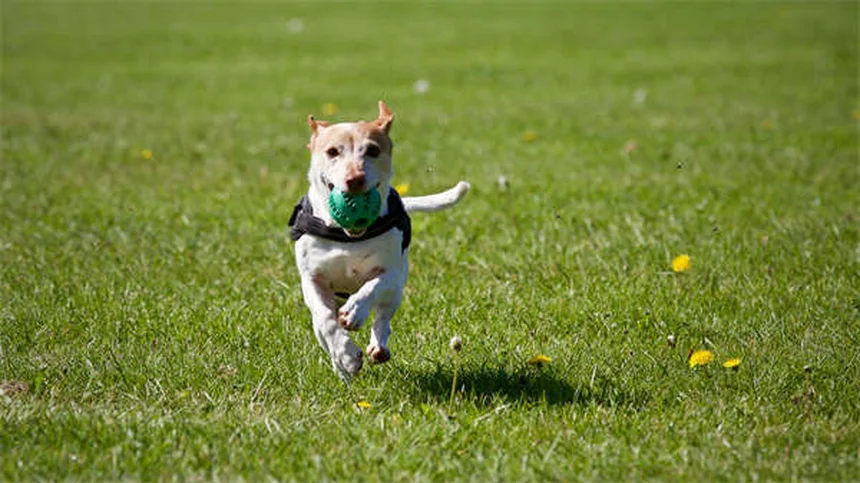 愛犬のノミ・フィラリア対策に最適なオールインワン予防薬3選