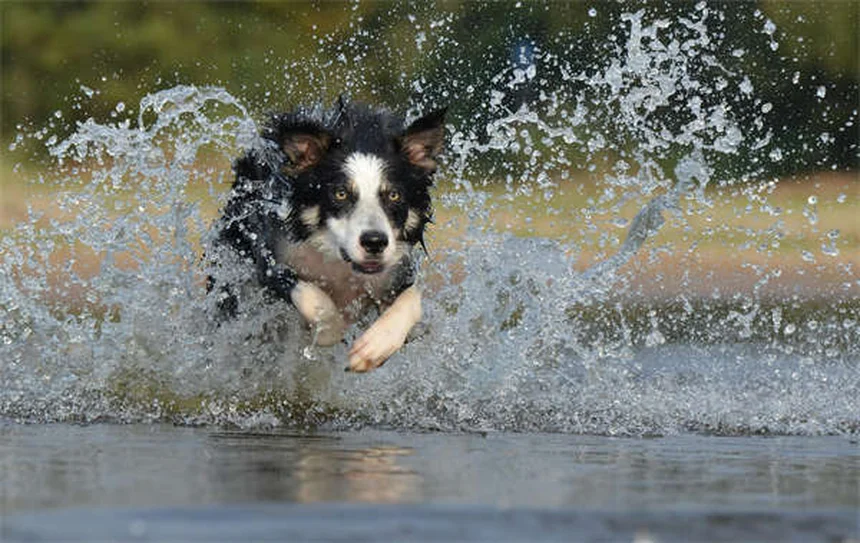 愛犬のノミ・フィラリア対策に最適なオールインワン予防薬3選