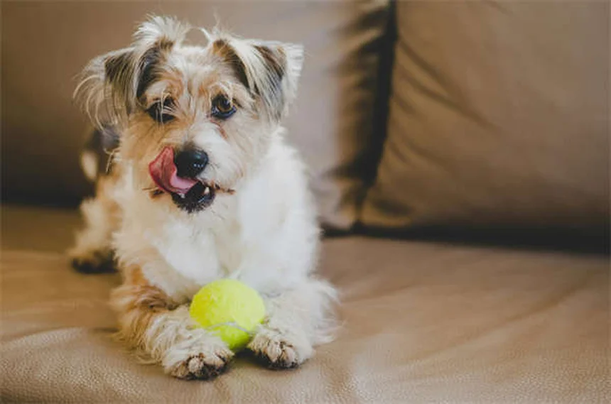 犬は自分の名前を理解できる？驚きの能力と効果的な教え方