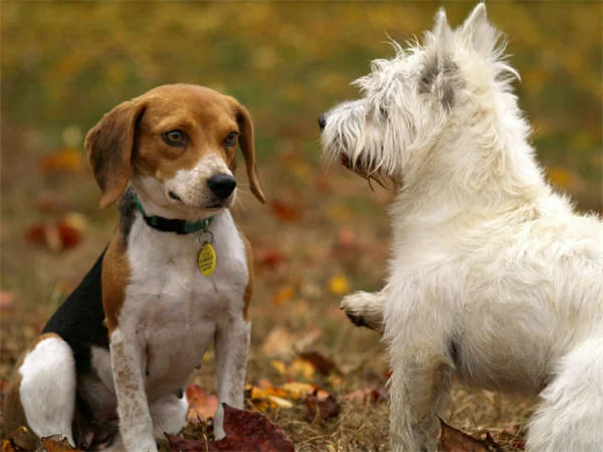 犬は自分の名前を理解できる？驚きの能力と効果的な教え方