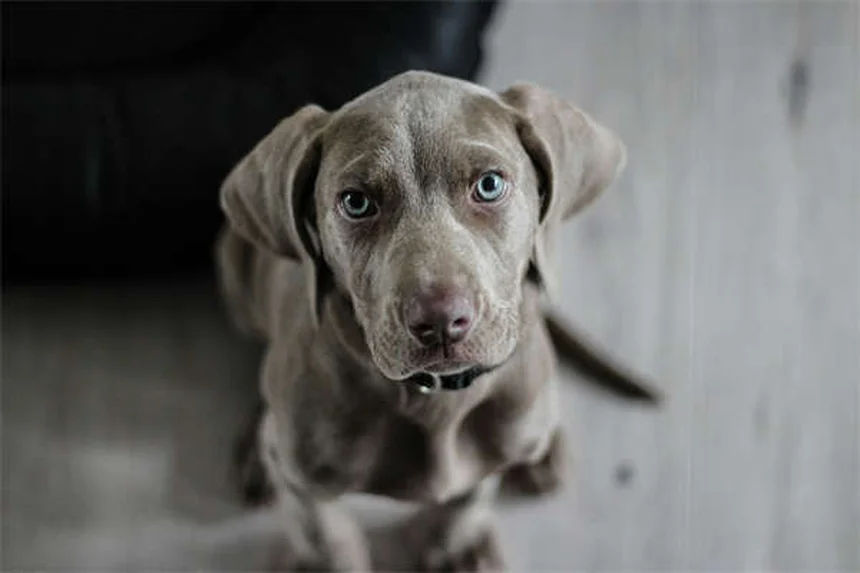 犬のプロバイオティクス効果とは？愛犬の健康を守る7つのメリット