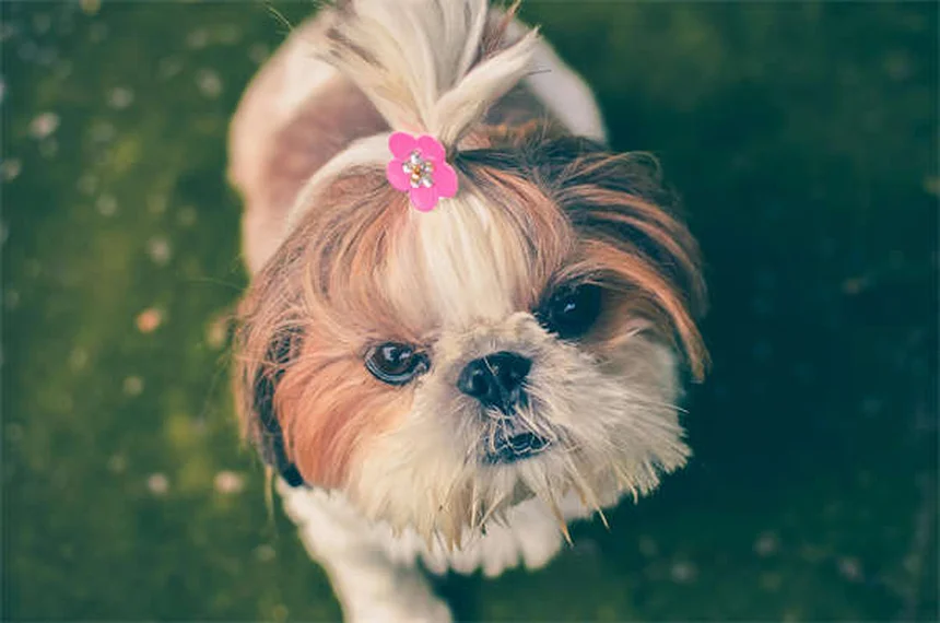 犬のプロバイオティクス効果とは？愛犬の健康を守る7つのメリット