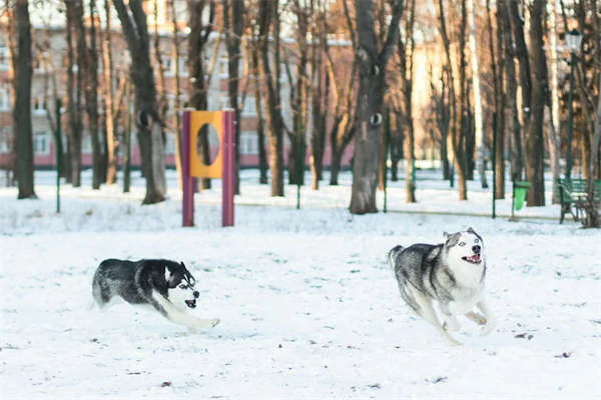 犬の神経疾患とは？症状・原因・治療法を獣医師が解説