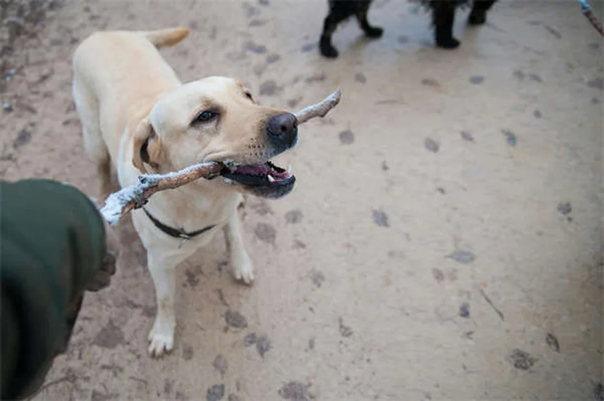 犬のライム病とは？症状・治療法・予防策を徹底解説
