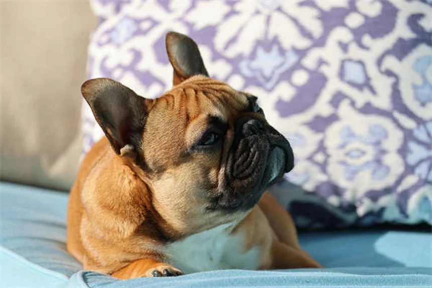犬のライム病とは？症状・治療法・予防策を徹底解説