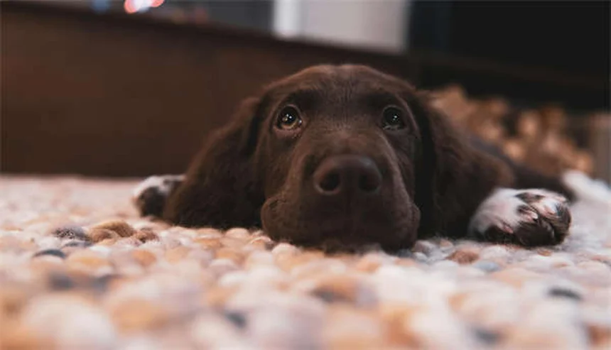 ウサギの狂犬病とは？症状や予防法を徹底解説