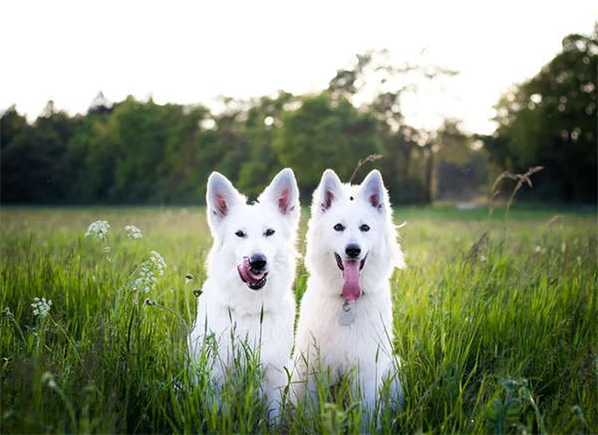 ウサギの狂犬病とは？症状や予防法を徹底解説