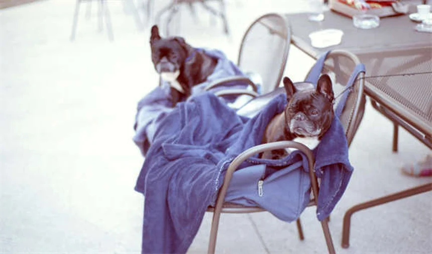 ウサギの鼻炎・副鼻腔炎の症状と治療法【完全ガイド】