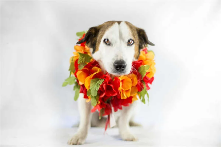 ハンガリアン・コールドブラッドとは？農作業に最適な馬の特徴と魅力