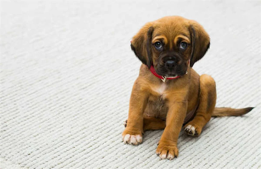犬の恐怖攻撃行動を解決！プロが教える5つの対処法