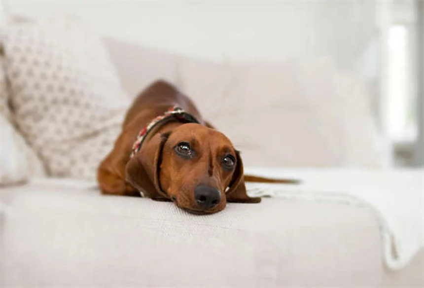 愛犬の旅行用ベッド選び完全ガイド【プロが教える失敗しないコツ】