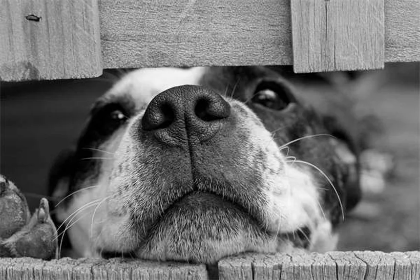 愛犬の旅行用ベッド選び完全ガイド【プロが教える失敗しないコツ】