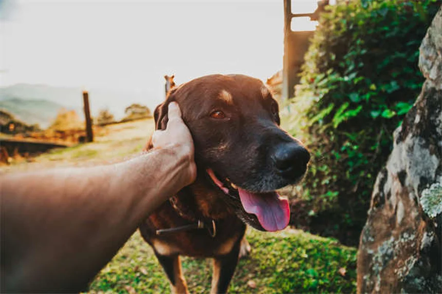 犬の肺がんとは？症状・治療法を獣医が解説【早期発見がカギ】