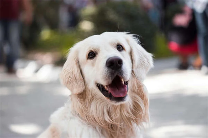 犬の肺がんとは？症状・治療法を獣医が解説【早期発見がカギ】