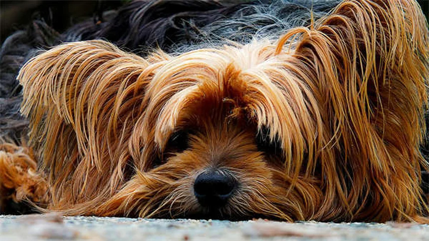 犬のしつけでお困り？「お願い」トレーニングで問題行動を解決する方法