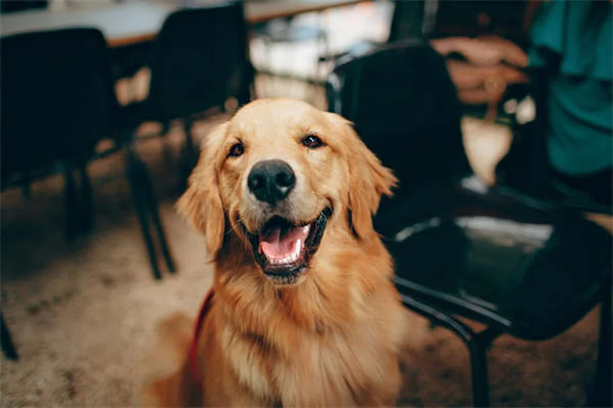 犬のしつけでお困り？「お願い」トレーニングで問題行動を解決する方法