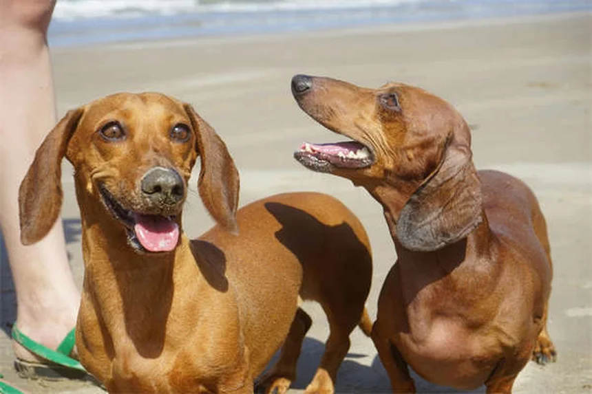 犬のしつけに革命！行動形成トレーニングの成功法3選