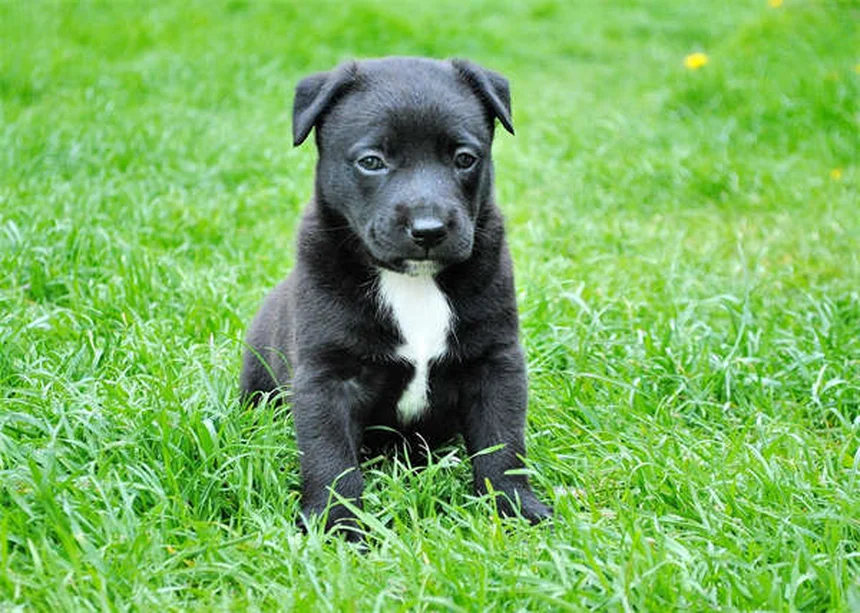 犬のしつけに革命！行動形成トレーニングの成功法3選