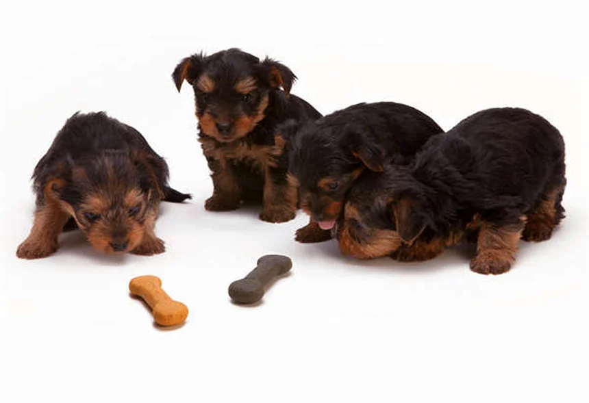 犬のしつけに革命！行動形成トレーニングの成功法3選