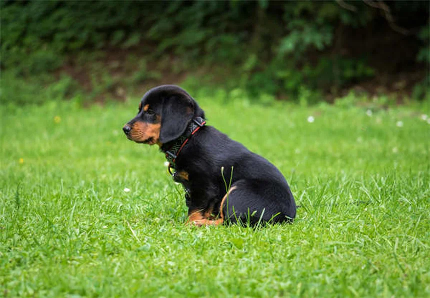 動物病院でペットを連れて行く時に絶対にやってはいけない10のこと