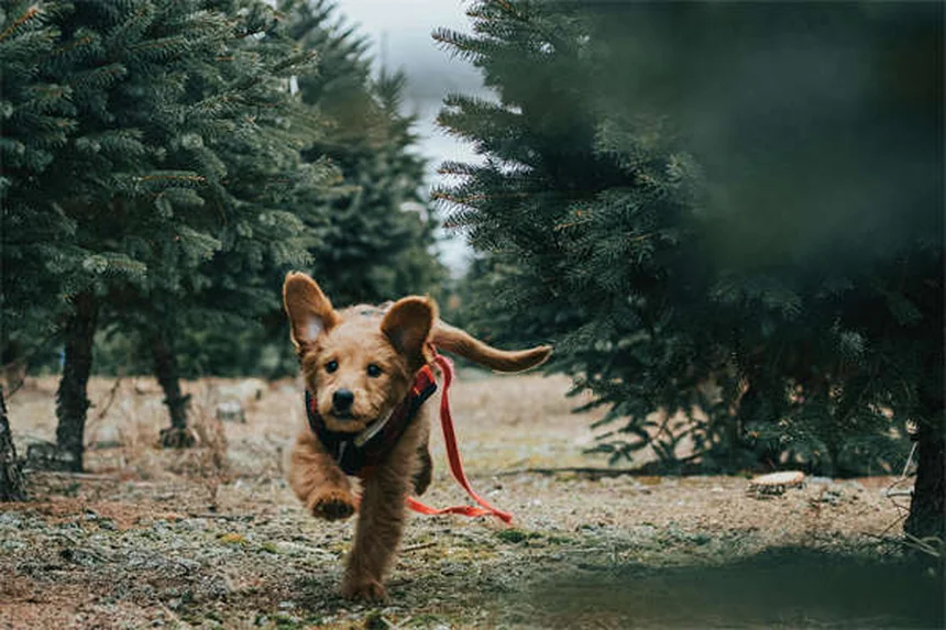 犬のしつけで絶対にやってはいけない3つのNG行動と解決法