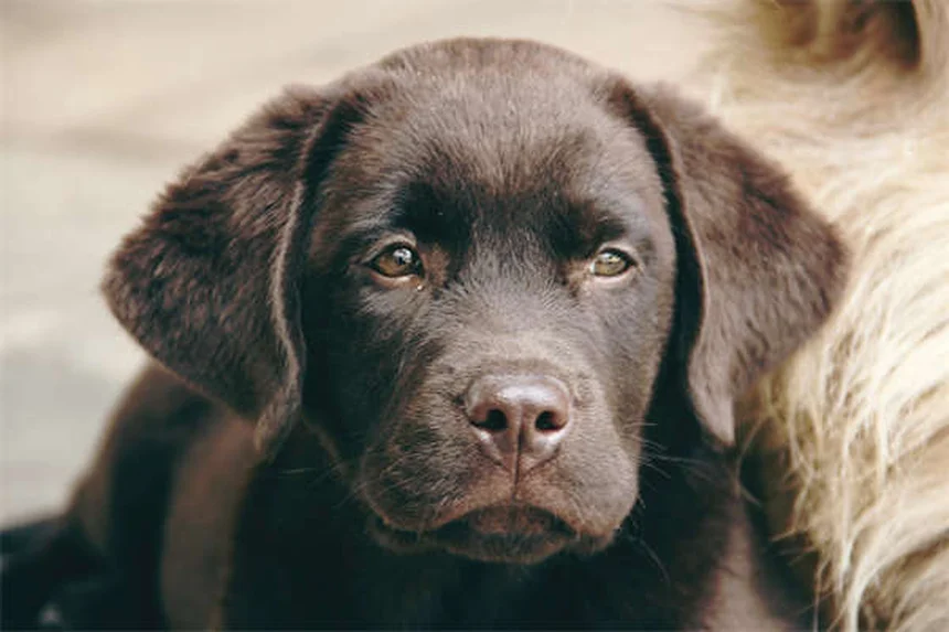犬のしつけで絶対にやってはいけない3つのNG行動と解決法