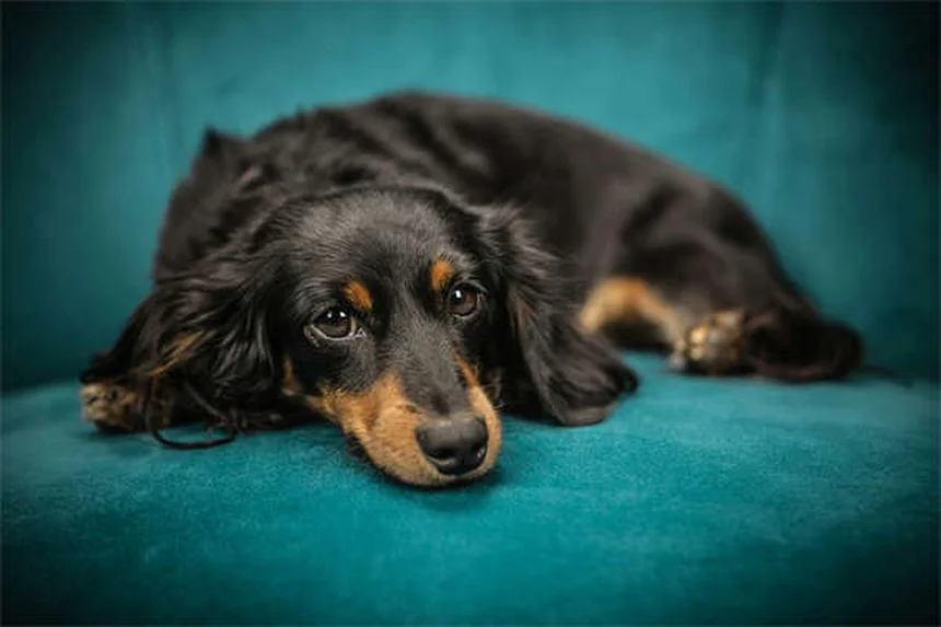 犬のノミ・ダニ対策にエッセンシャルオイルは危険？獣医師が教える安全な方法10選