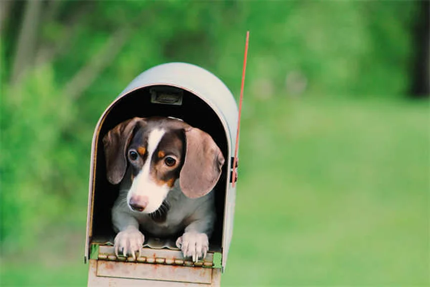 犬のノミ・ダニ対策にエッセンシャルオイルは危険？獣医師が教える安全な方法10選