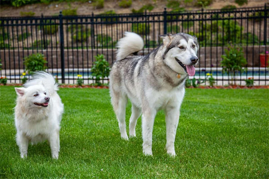 犬のいじめ行動を見極めて正しく直す方法