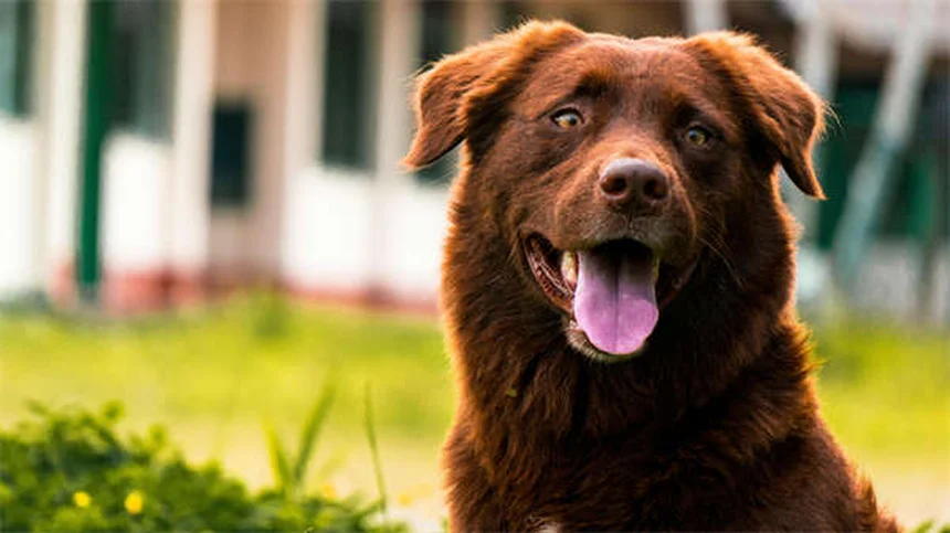 犬は本当に笑う？専門家が解説する犬の笑顔の秘密5選
