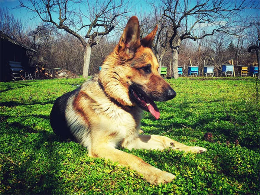 犬は本当に笑う？専門家が解説する犬の笑顔の秘密5選