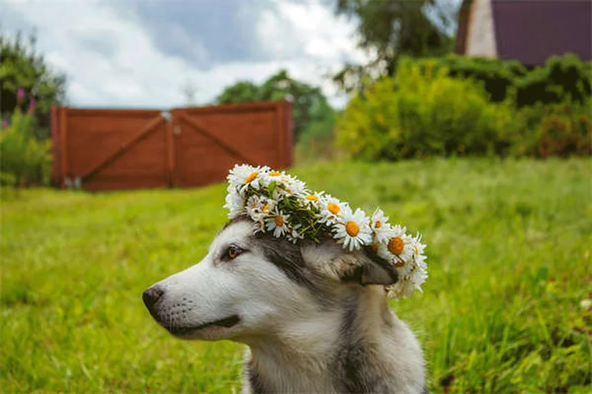 犬は本当に笑う？専門家が解説する犬の笑顔の秘密5選